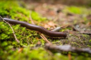Closeup photo of an orange millipede leaf on the forest floor