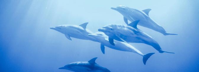 Marine life such as dolphins, swimming