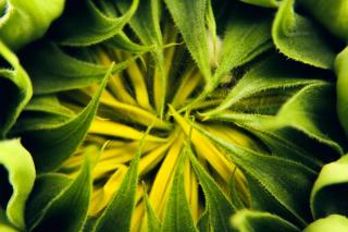 Close up image of a green and yellow flower