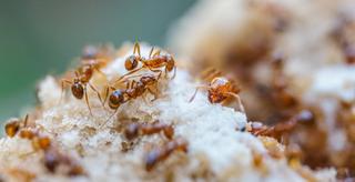 Australian red fire ants