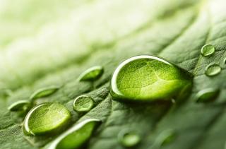 Macro zoom of water droplets on green leaf
