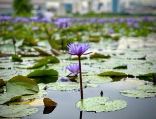 Purple flower amongst water lilies in Singapore