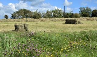 meadow with grass and wildflowers
