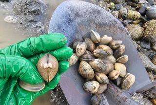 Shovel and gloved hand clams