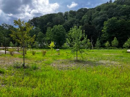 Newly restored grasses and saplings at the floodplain